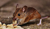 24 Hour & Emergency Exterminators in Waubeek, IA
